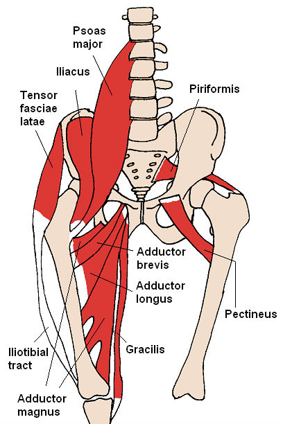 diagram of the anterior muscles of the hip and inner thigh