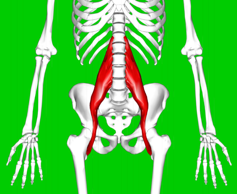 Síntomas y tratamiento del dolor muscular del psoas para un alivio ...