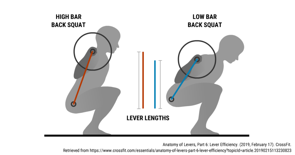 Shorter levers arms in low bar squat allow for more weight