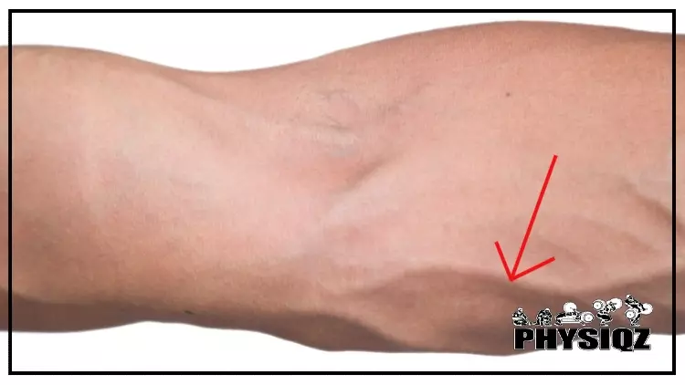 A Caucasian person's vascular arm where superficial, green and blue veins run from the bicep down to the forearm. 