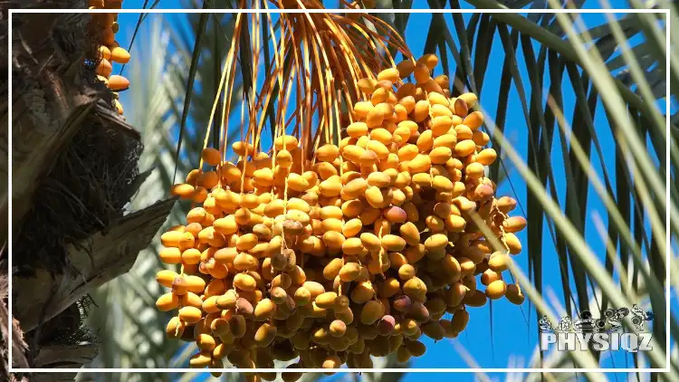 Big Dates trees with bunches of dates fruits and a blue sky and leaves as a background