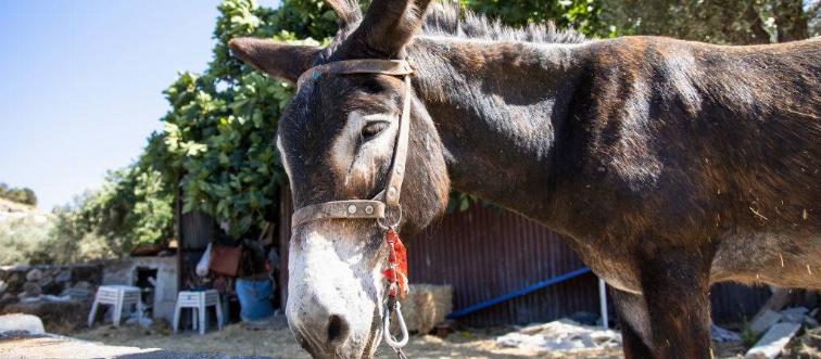 Mules are a cross between a horse and what other animal?