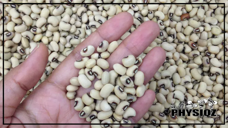 A person is wondering, 'are black eyed peas keto friendly?' while holding a bunch of black-eyed peas with one hand, and the background is full of black-eyed peas.
