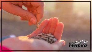 A person holds a bunch of sunflower seeds in one hand, wondering, 'are sun flower seeds keto-friendly?' as they pick up one piece with their other hand.