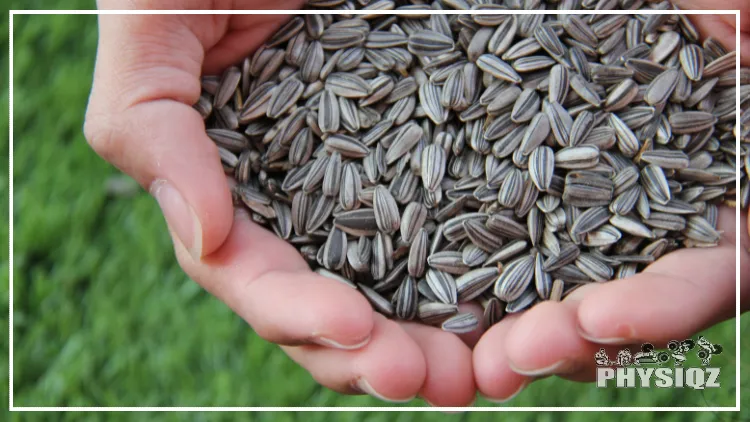 Two hands are cupped together and filled with sunflower seeds with green grass in the background. 