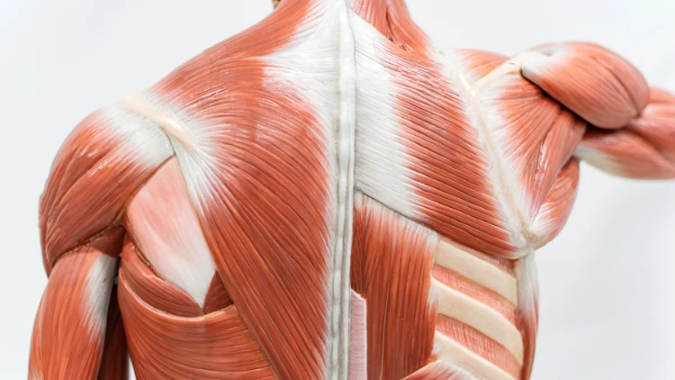 On a white background is an illustration of the upper back muscles, showing the muscle fibers highlighted in red.