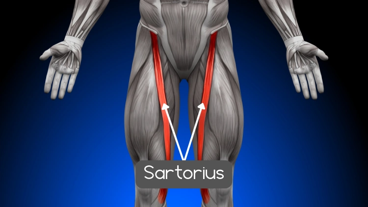 Anatomy of the sartorius muscle highlighted in red against a blue background, shows the anterior view of the thigh, with the sartorius muscle visible as a long, thin muscle running obliquely from the anterior superior iliac spine to the medial aspect of the tibia, the highlighted area emphasizes the location and shape of the sartorius muscle, which is the longest muscle in the human body.