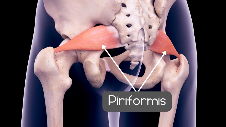 Anatomy of the piriformis muscle in isolation, superimposed on skeletal anatomy, it shows the posterior view of the pelvis, with the piriformis muscle visible as the only muscle displayed, the piriformis muscle is involved in lateral rotation of the hip joint and plays an important role in stabilizing the pelvis during movement, the skeletal anatomy in the background provides context for the muscle's position in the body.
