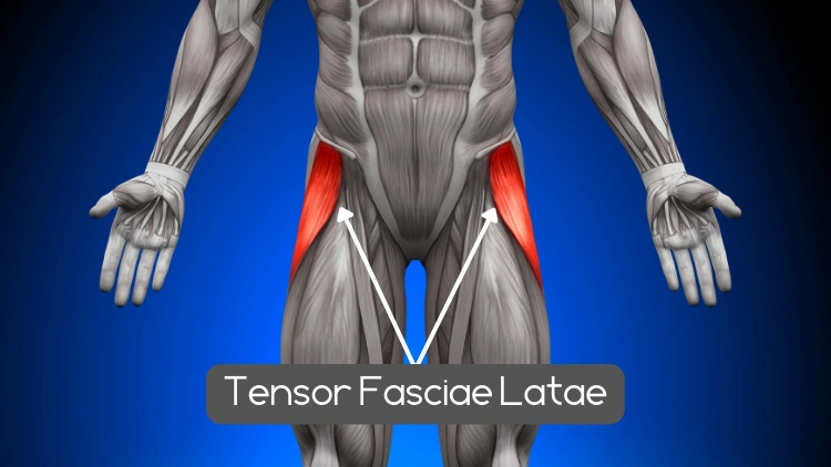 Anatomy of the tensor fasciae latae muscle highlighted in red, it shows the lateral view of the pelvis and thigh, with the tensor fasciae latae muscle visible as a long, narrow muscle located on the lateral surface of the hip bone, the highlighted area emphasizes the location and shape of the tensor fasciae latae muscle, which is involved in hip flexion, abduction, and medial rotation.