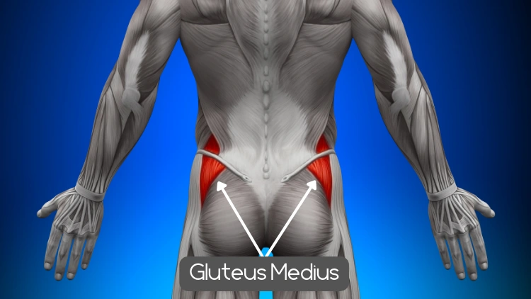 Anatomy of the gluteus medius muscle highlighted in red. The image shows the lateral view of the pelvis, with the gluteus medius muscle visible as a fan-shaped muscle located on the lateral surface of the hip bone, the highlighted area emphasizes the location and shape of the gluteus medius muscle.