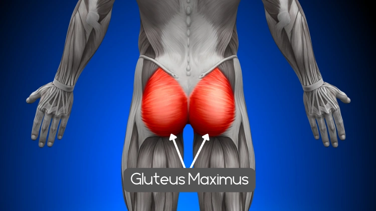 Anatomy of the gluteus maximus muscle highlighted in red against a blue background, the image shows the posterior view of the pelvis and the upper thighs, with the gluteus maximus muscle visible.