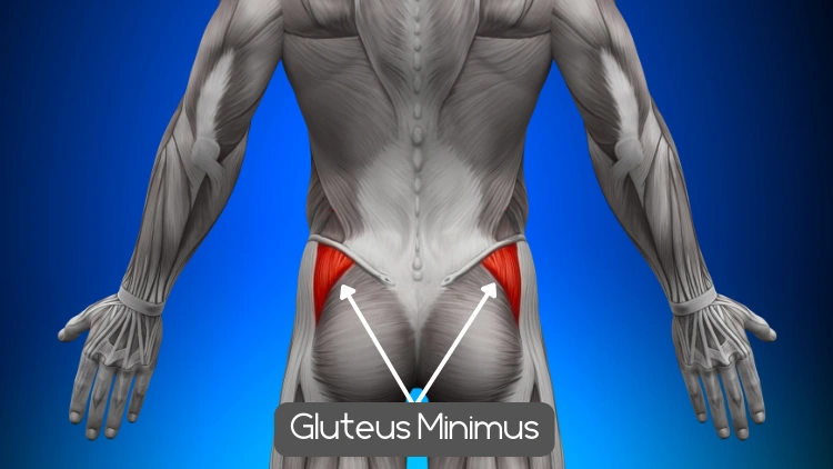 Anatomy of the gluteus minimus muscle highlighted in red, the highlighted area emphasizes the location and shape of the gluteus minimus muscle, which is involved in hip abduction and stabilization of the pelvis during movement, the blue background provides contrast and draws attention to the highlighted area of the image.