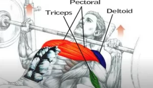 A pencil drawing of man performing a barbell bench press and his triceps, pecs, and deltoid muscles are both highlighted and labeled to show the bench press muscles worked.