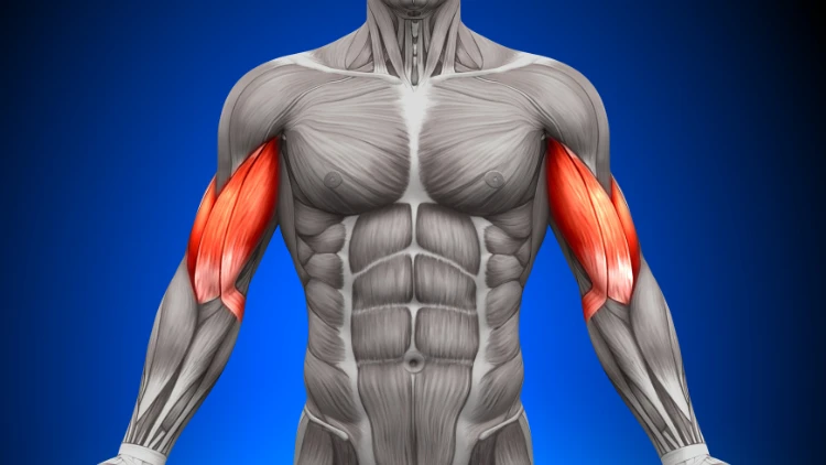 An illustration of the anatomy of a man showing the human bicep muscles highlighted in bright red.