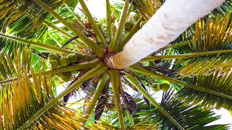 A coconut tree with number of fruits viewed from below.