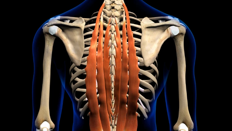 An illustration of the anatomy of a male erector spinae back muscles highlighted in orange on skeleton.