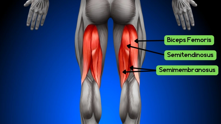 An illustration of the anatomy of the hamstring muscles highlighted in red, with labels on each muscle pointed.