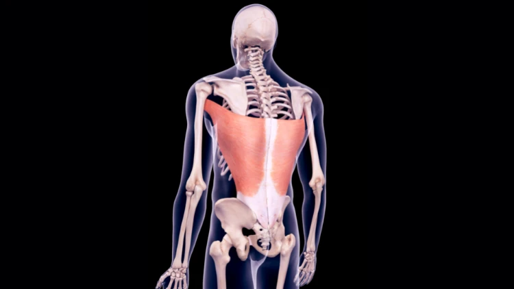 An illustration of a skeleton showing the human lateral muscles highlighted in orange.