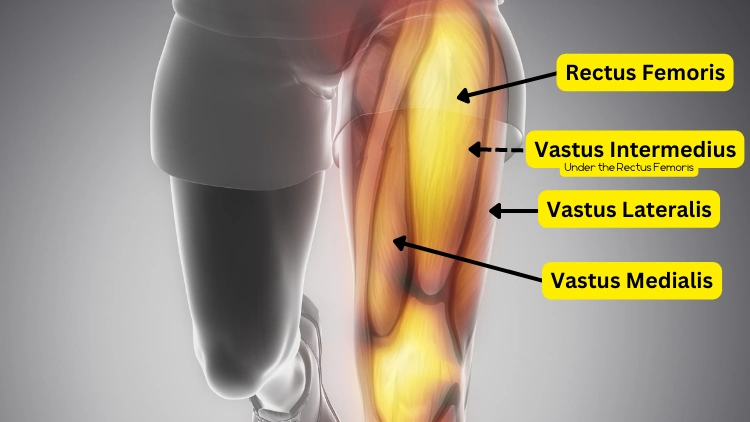 An illustration of the anatomy of the quadriceps muscle highlighted in yellow with an arrow pointing to its corresponding muscle such as the rectus femoris, vastus intermedius, vastus medialis, and vastus lateralis.