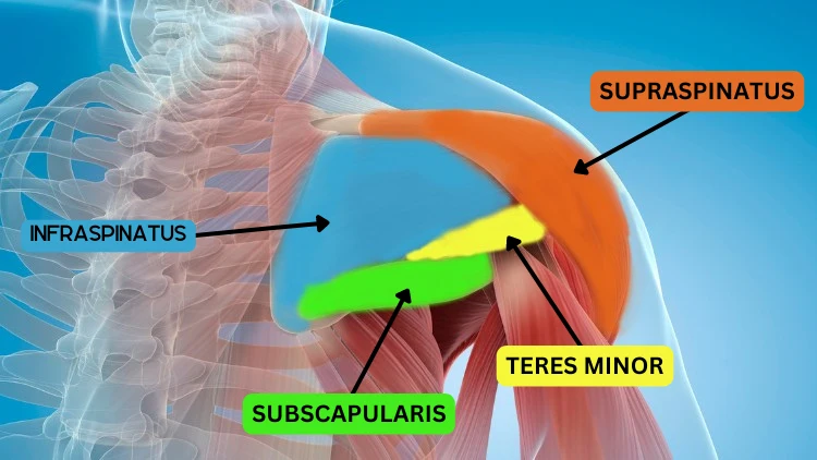 An illustration of a shoulder muscles with label pointing to the supraspinatus, infraspinatus, teres minor, and subscapularis muscles.