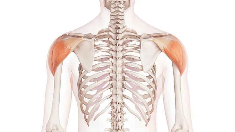 An illustration of a skeleton showing the human shoulder muscles highlighted in orange.