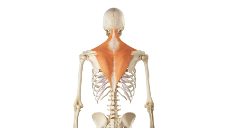 An illustration of a skeleton showing the human trapezius muscles highlighted in orange.