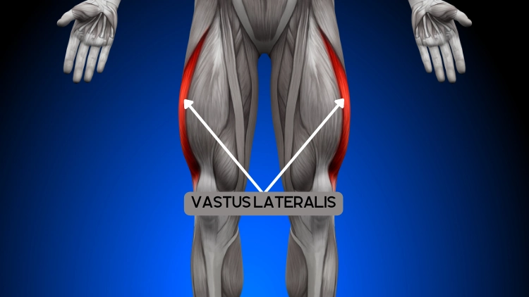 A human figure with a focus on the Vastus lateralis muscle, the muscle is highlighted in vibrant red color for better visibility.