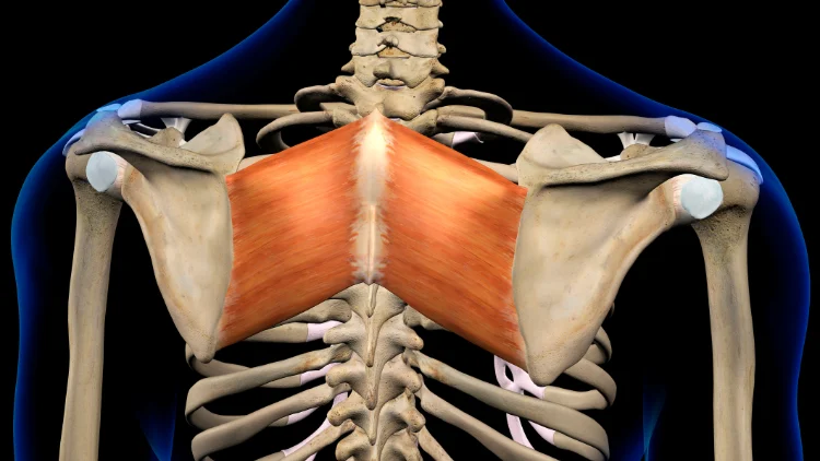 An illustration of a skeleton showing the human rhomboid muscles highlighted in orange.