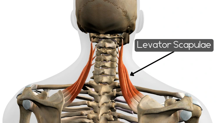 Anatomy of the male levator scapulae muscle highlighted in isolation on a skeleton, the image shows the posterior view of the skeleton, with the levator scapulae muscle visible as a thin strap-like muscle running from the transverse processes of the upper cervical vertebrae to the superior angle of the scapula, the muscle is highlighted in a red color, drawing attention to its location and shape.