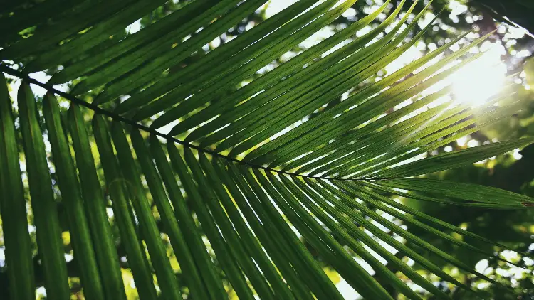 Palm leaves are silhouetted against a sunny, bright background with rays of light shining through the leaves.