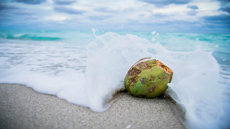 A coconut lying on a sandy beach, with waves splashing against it, creating a beautiful pattern of water droplets around it.