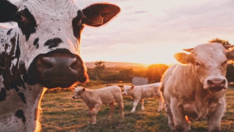 A group of cows with all-white skin and one with white and black spots are standing, and others are looking toward the camera in a green field with trees and a scenic sunset view in the background.