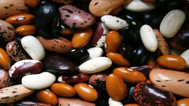 A variety of beans in multiple colors including black, white, brown, and beans with spots.