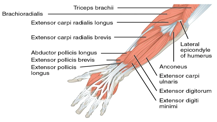 An illustration of the anatomy of the different types of arm muscles highlighted in red with lines pointing to its corresponding labels such as triceps brachii, brachioradialis, extensor carpi radialis longus, extensor carpi radialis brevis, abductor pollicis longus, extensor pollicis brevis, extensor pollicis longus, lateral epicondyle of humerus, anconeus, extensor carpi ulnaris, extensor digitorum, and extensor digiti minimi.