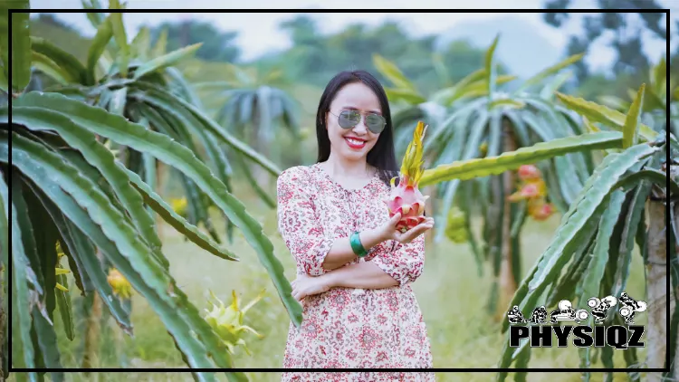 A woman standing in a dragon fruit farm, wearing a dress and sunglasses, holding a freshly picked dragon fruit in her hand thinking is dragon fruit keto or not with rows of green dragon fruit plants in the background.