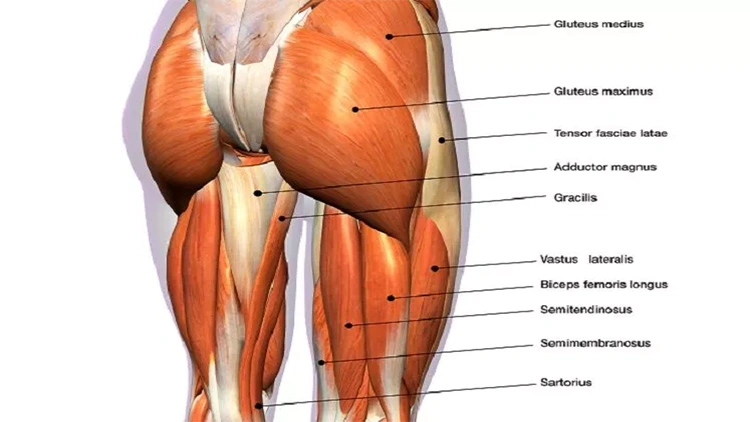 An illustration of the anatomy of a posterior hips muscles with lines pointing to their corresponding parts and labels such as gluteus medius, gluteus maximus, tensor fasciae latae, adductor magnus, gracilis, vastus lateralis, biceps femoris longus, semitendinosus, semimembranosus, and sartorius.