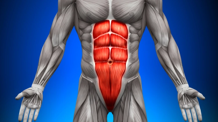 An illustration of the anatomy of the core abdominal muscles over his body with lines pointing to the corresponding muscles such as the Transverse Abdominis, External Oblique, Internal Oblique, and Rectus Abdominis.