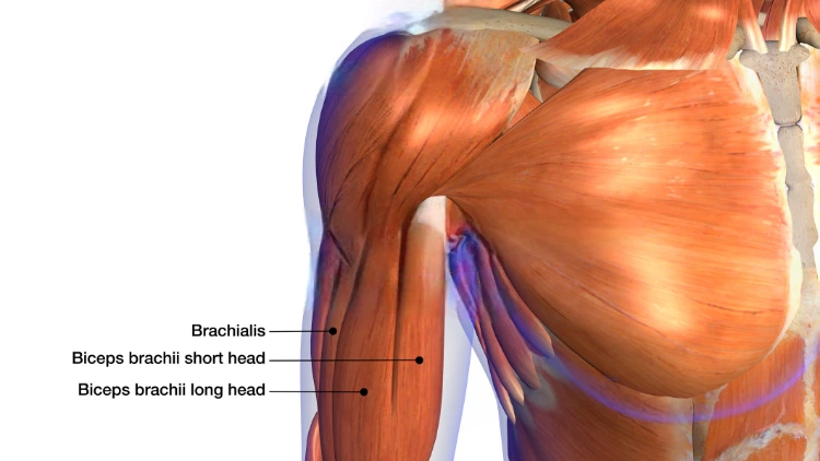 An illustration of the anatomy of the biceps brachii muscle on a skeleton with label pointing towards each muscle.