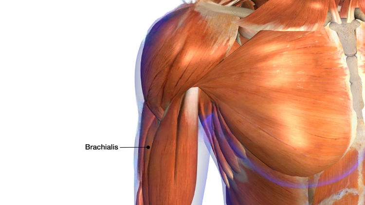 An illustration of the anatomy of the brachialis muscle highlighted in bright orange with a line pointing to its label.