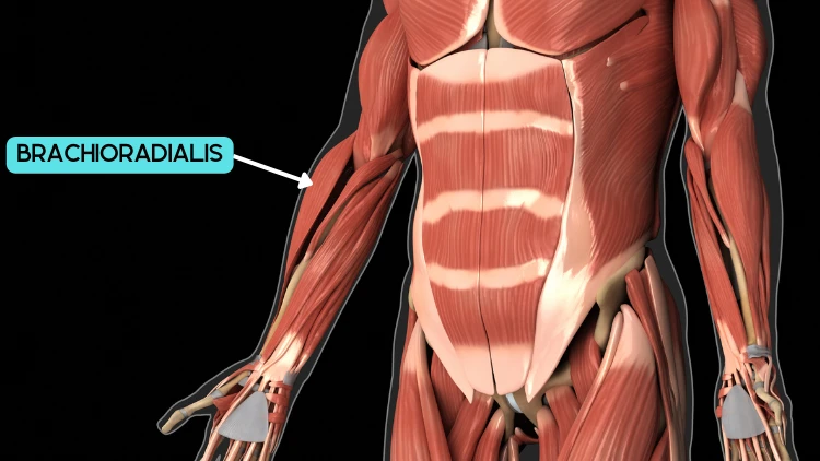 An illustration of the anatomy of brachioradialis muscle labeled pointing to the muscle.