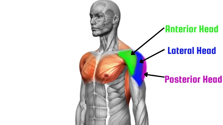 Illustrations of the anatomy of the Deltoid Muscles showing the anterior highlighted in green, the lateral highlighted in blue, and the posterior highlighted in pink.