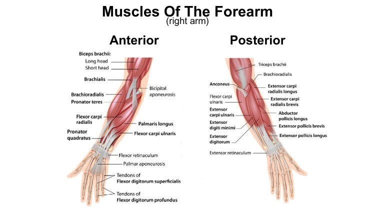 Forearm muscles with labels for the anterior and posterior.