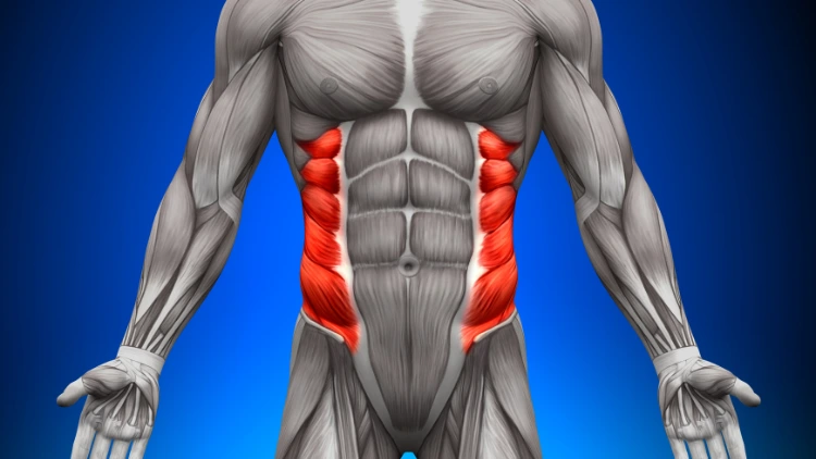 An illustration of the anatomy of the oblique muscles highlighted in red