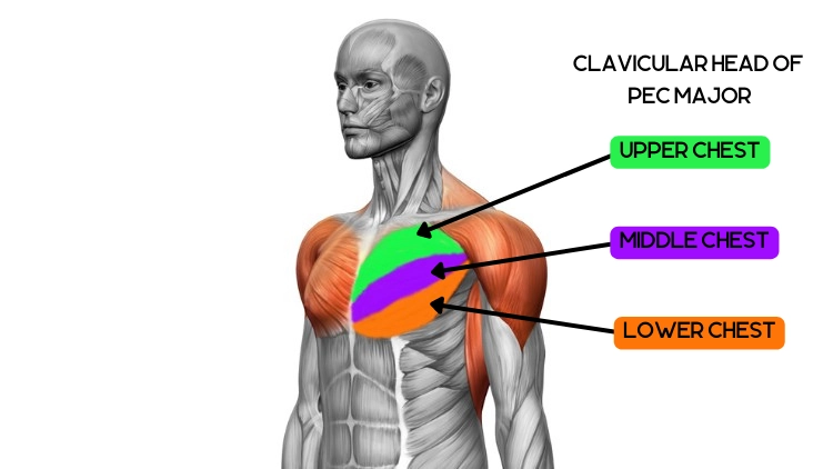 Pectoral muscle highlighted in green, purple, and orange.