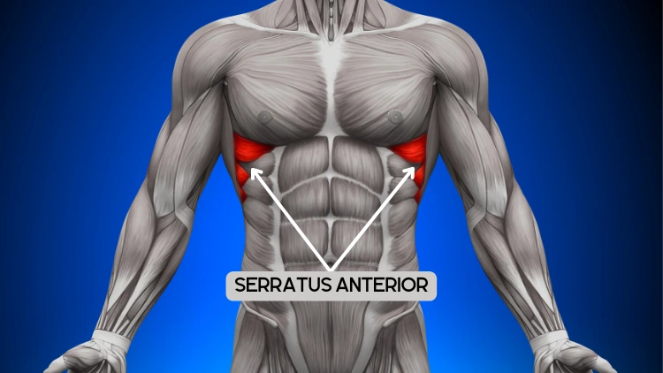 Serratus Anterior muscle highlighted in red, the muscle starts from the upper eight or nine ribs and extends to the scapula or shoulder blade, it appears as a series of finger-like projections that run along the side of the chest.