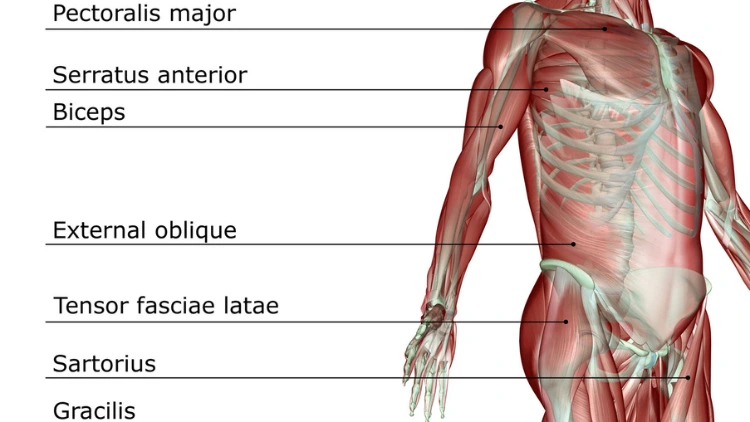 Labeled human muscles identifying different parts of the human muscles against a white background.