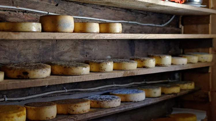 Multiple rounds of cheese, some with black spots, are arranged on wooden shelves in a continuous cheese maturation process.