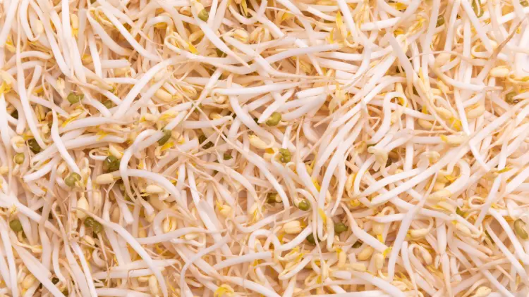 A bunch of long, white and fresh mung bean sprout.