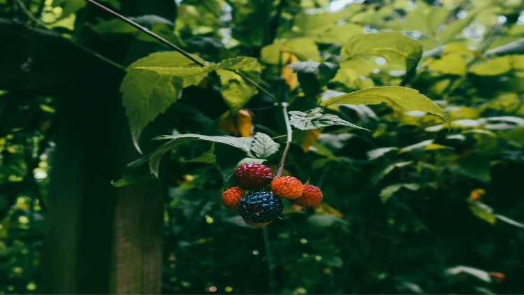A stem of vibrant red, blue, and orange berries arranged in a natural and organic way against green leaves provides a striking contrast and suggests freshness and healthfulness.