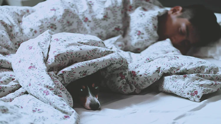 A man sleeping on a bed with white sheet beside his dog, both wrapped in a thick blanket with floral patterns.